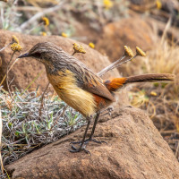 Drakensberg Rockjumper